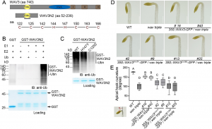 WAV E3 ubiquitin ligases mediate degradation of IAA32/34 in the TMK1-mediated auxin signaling pathway during apical hook development