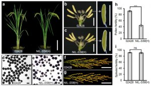 Characterization and fine-mapping of a new Asian rice selfish genetic locus S58 in Asian&ndash;African rice hybrids