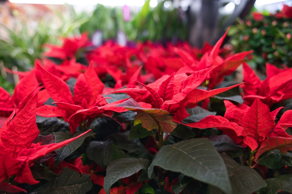 Gene-Edited Poinsettias Branch Naturally, Do Not Need Bacterial Infection and Pruning