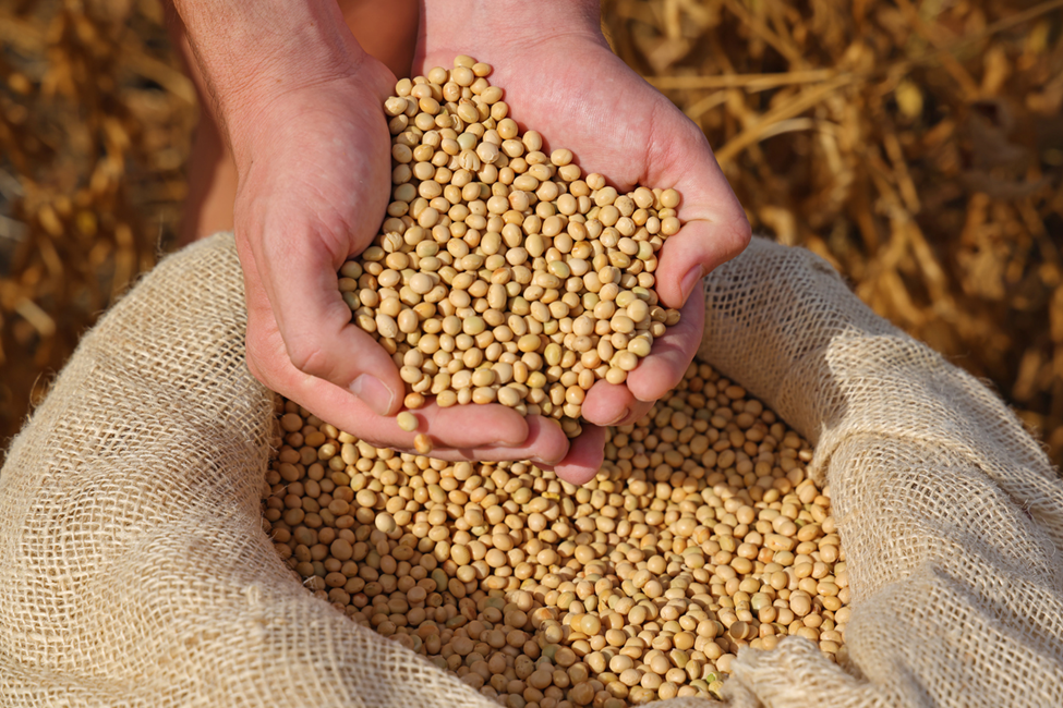 Gene Editing Helps Identify Genetic Module Regulating Soybean Seed Traits