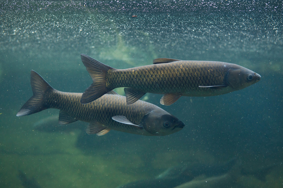 Gene Editing Improves Alkaline Tolerance in Grass Carp