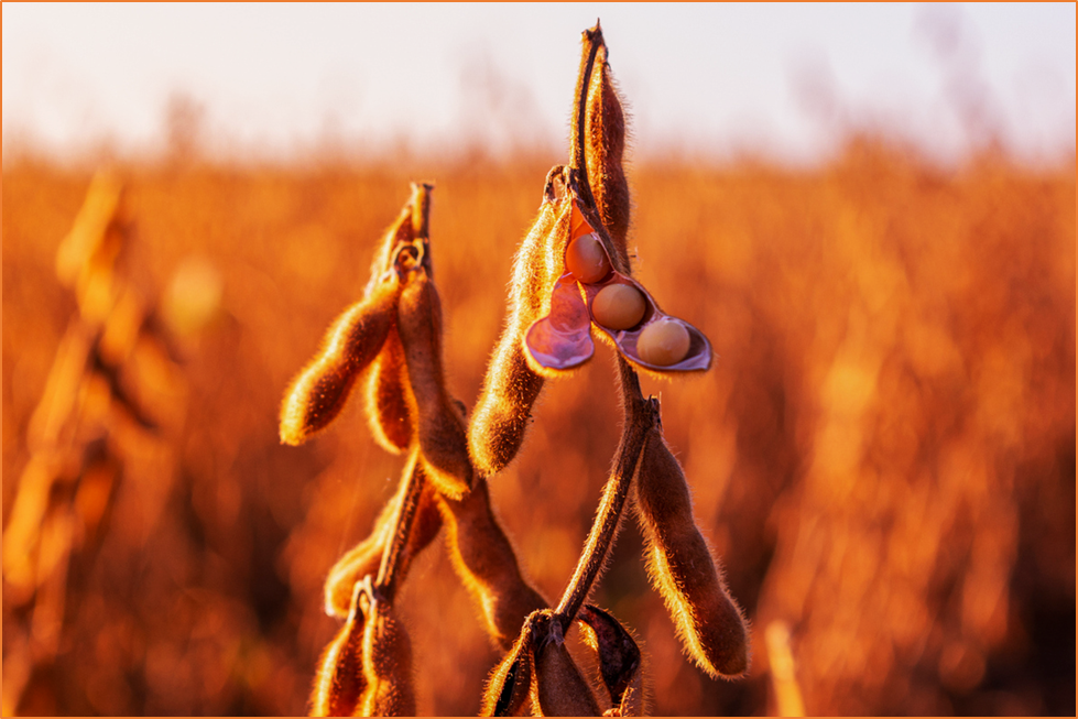 Gene Editing Improves Soybean Grain Quality for Animal Feed