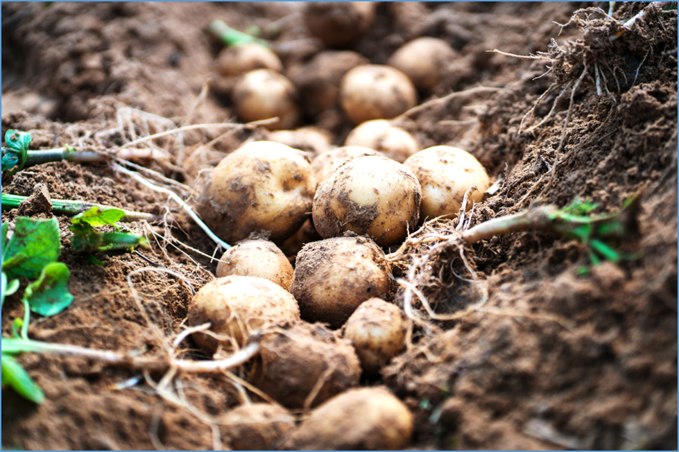 Gene Editing Produces Transgene-Free Potato with Reduced Postharvest Browning