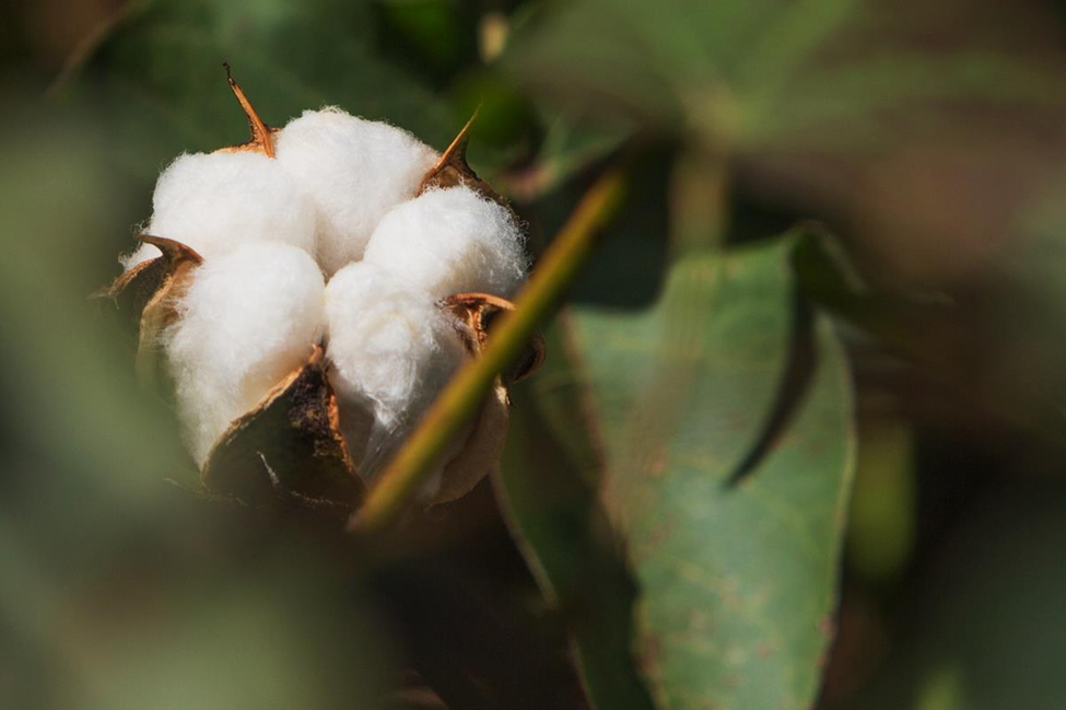 Gene Editing Reveals Key Gene for Improved Cotton Defoliation