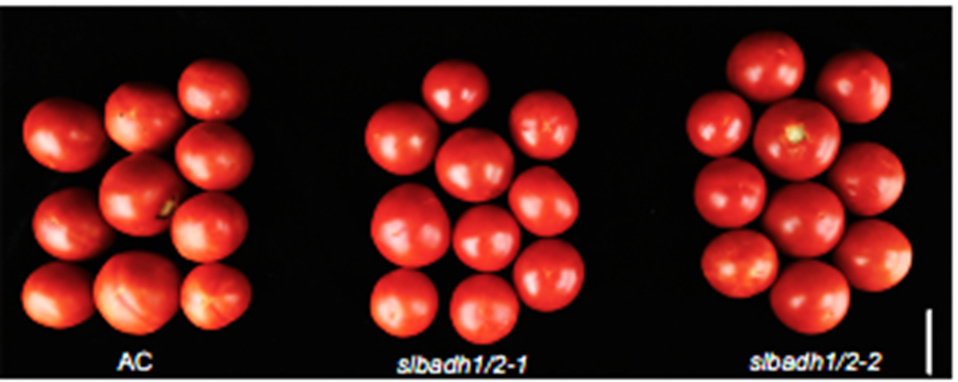 Generating popcorn-like fragrant tomato using CRISPR/Cas9-mediated gene editing