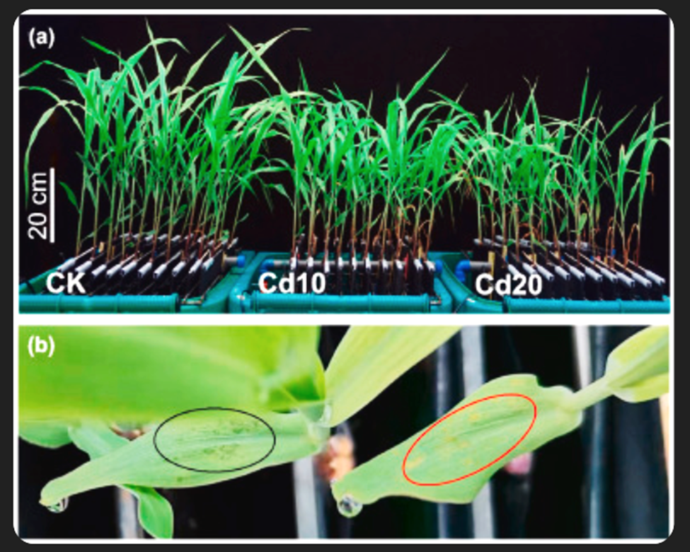 Genetic basis of cadmium accumulation and tolerance in maize seedlings uncovered through integrated linkage mapping and transcriptome analysis