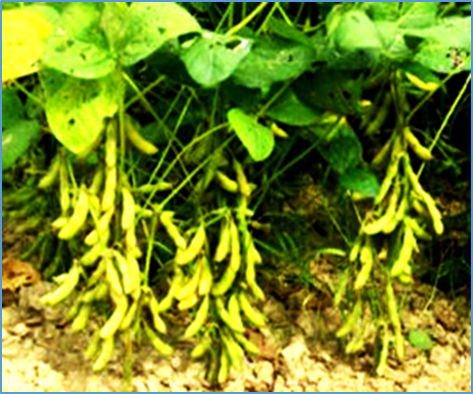 Genetic dissection of low-sulfur tolerance via linkage and genome-wide association analyses in soybean [Glycine max (L.) Merr.] seedlings