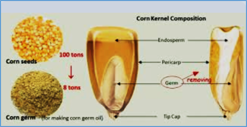 Genetic dissection of oil content in maize kernel using combined genome-wide association analysis and linkage mapping