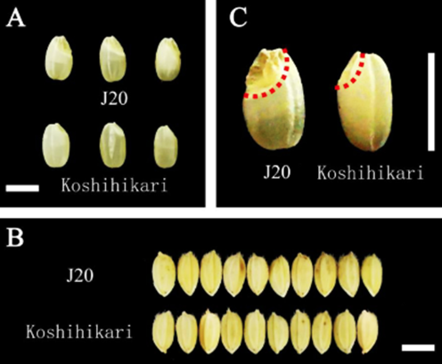 Genetic Divergence and Functional Significance of Bioactive Compounds in Rice and Barley: Implications for Biofortification and Human Health