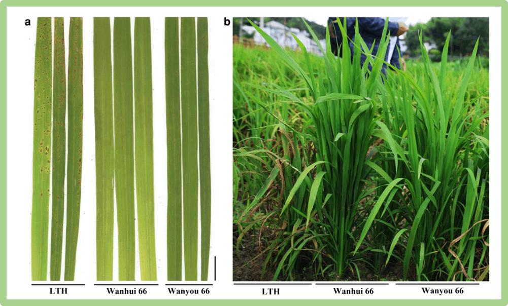 Genetic identification of Pid3-1 and its regulatory role in promoting blast resistance in rice 