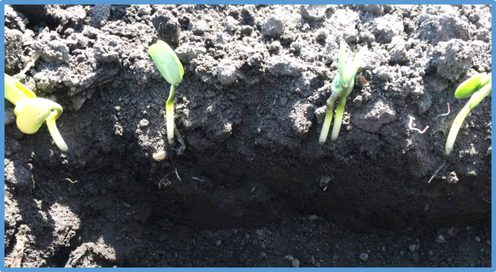 Genetic loci and functional genes conferring deep-sowing tolerance across multiple environments in soybean