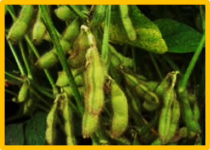 Genetic mapping of novel QTL for seed protein stability in food-grade soybean (Glycine max)