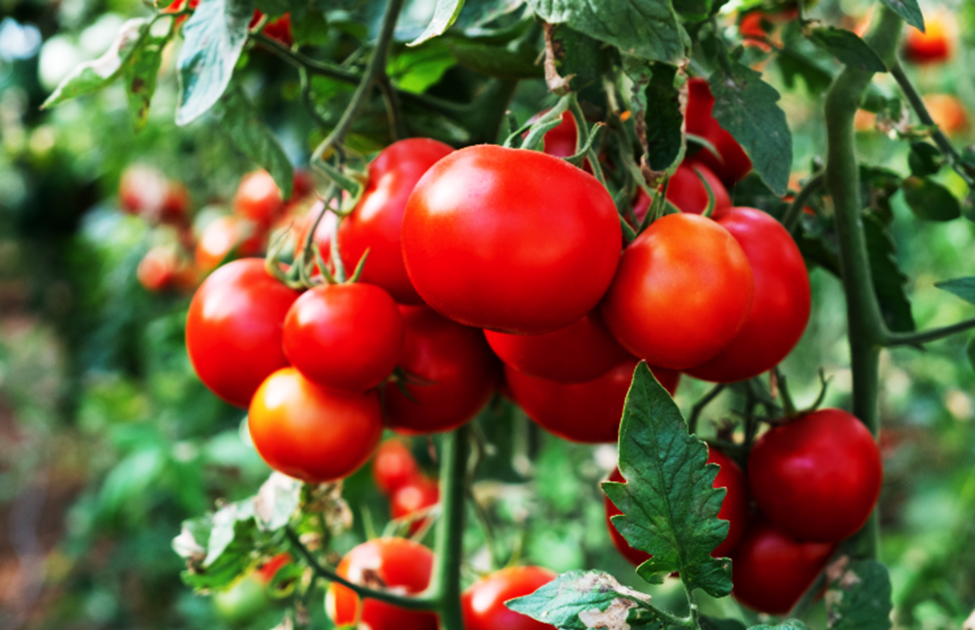 Genetic Pathway Found to Boost Tomato Yield Without Affecting Quality