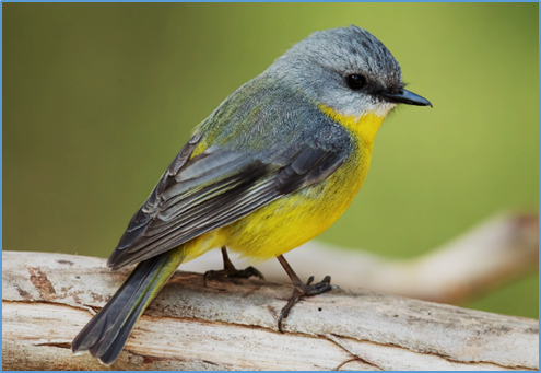 Genetic, phenotypic, and environmental drivers of local adaptation and climate change&ndash;induced maladaptation in a migratory songbird