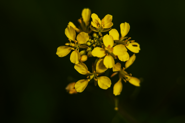 Genetically Engineered Mustard Shows Strong Resistance to Glyphosate