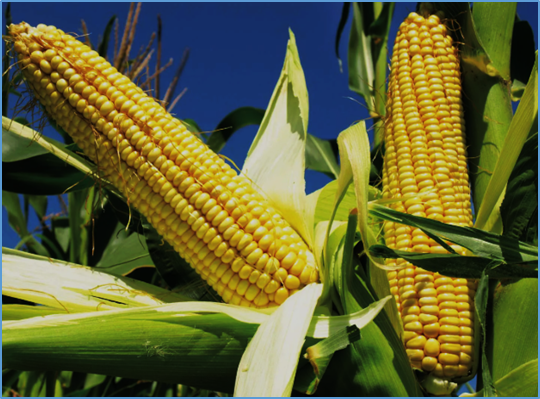 Genetically modified foods and human health: a comprehensive review and cross-national time-trend analysis