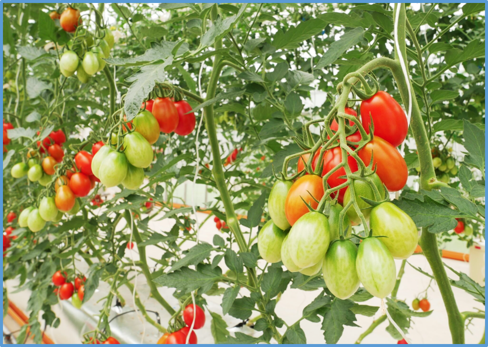 Genome-Edited High-GABA Tomato Completes Singapore Food Agency (SFA) Process