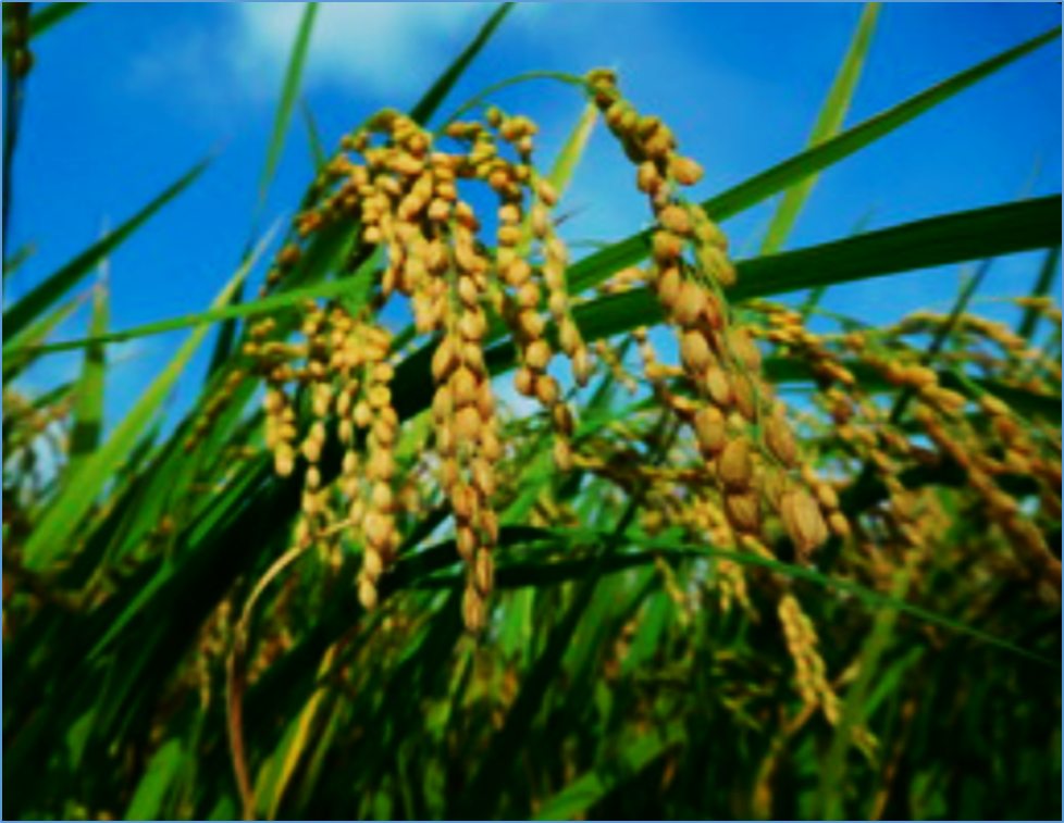 Genome-edited rice variety with low-cadmium accumulation in the grain