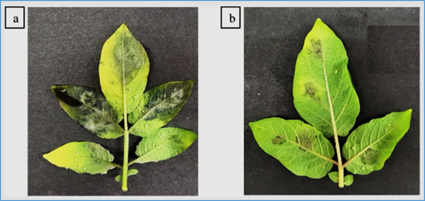 Genome editing of susceptibility gene StDND2 enhances Phytophthora resistance in Solanum tuberosum