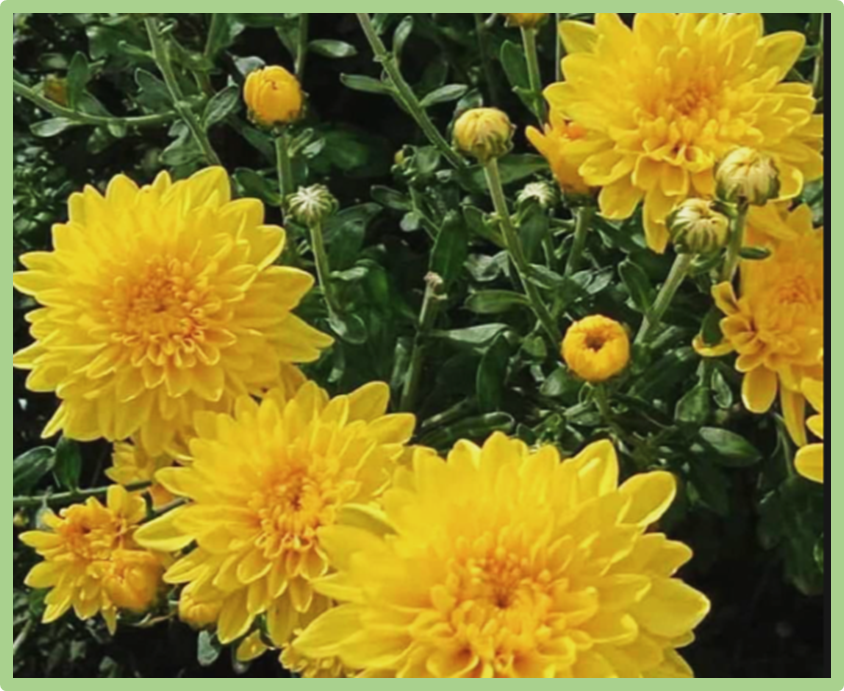 Genome-Wide Analysis of the Hsf Family and Functional Characterization of CiHsf10 Under Low-Temperature Stress in Chrysanthemum indicum