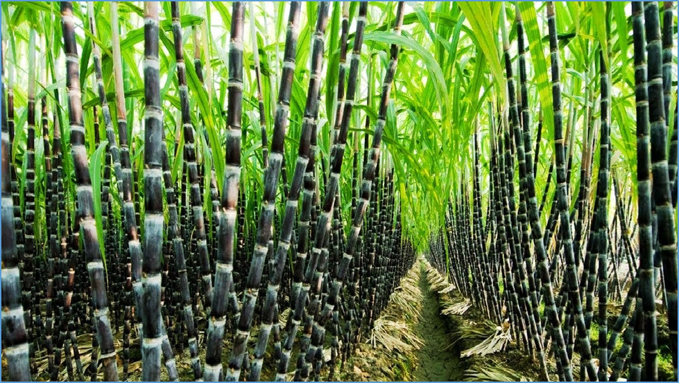 Genome-wide analysis of the sugarcane SUT gene family reveals ShSUT4 as a key regulator of abiotic stress responses