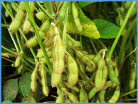 Genome-wide association study and transcriptomic analysis reveal new genes for unsaturated fatty acid contents in soybean
