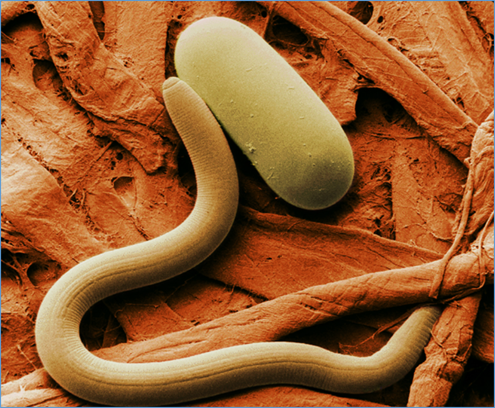 Genome-wide association study of soybean germplasm derived from modern Canadian and Chinese soybean cultivars to identify novel genes conferring soybean cyst nematode resistance