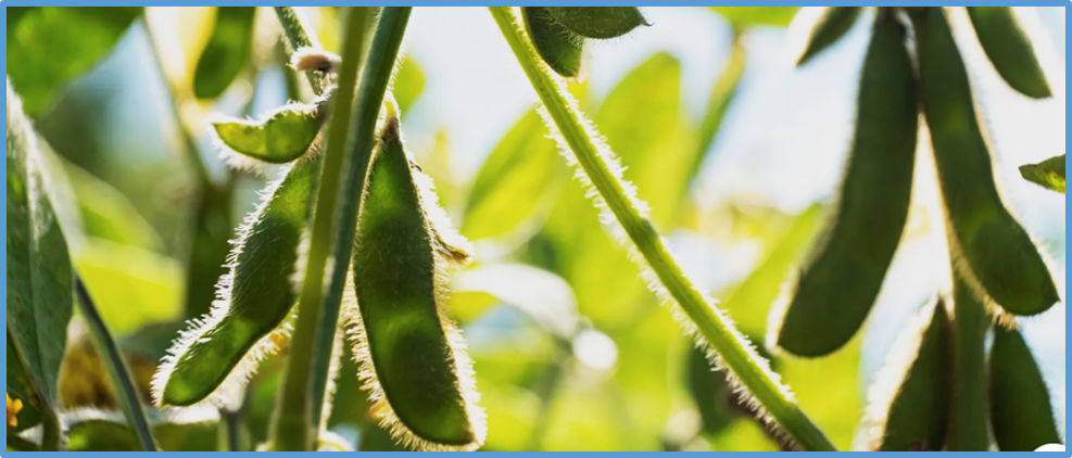 Genome-wide characterization of soybean alcohol dehydrogenase (ADH) genes identifies GmADH13 as a positive regulator of the salt stress response