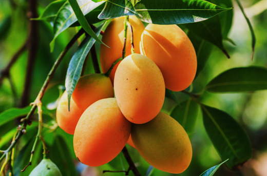 Genome-Wide Identification, Characterization, and Expression Analysis of BBX Genes During Anthocyanin Biosynthesis in Mango (Mangifera indica L.)