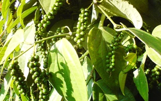 Genome-wide identification of copy number variation in diverse black pepper accessions