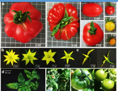 Genome-wide meta-QTL approach identifies consensus loci associated with agriculturally important tomato fruit traits