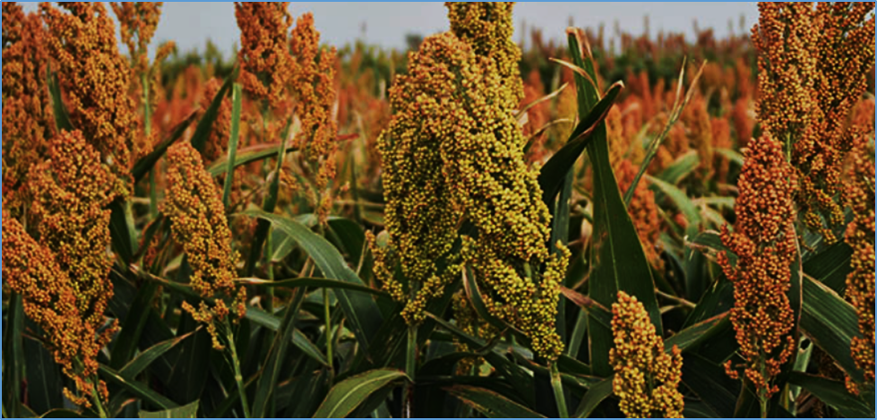 Genomic approaches to build de novo elite breeding gene pools from locally adapted landraces