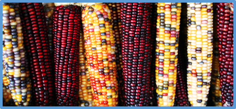 Genomic prediction-aided incorporation of genetic resources into elite breeding: lessons from a collaborative multiparental design in flint maize
