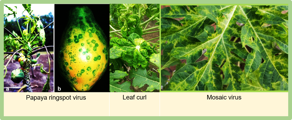 Global scenario of viruses infecting papaya