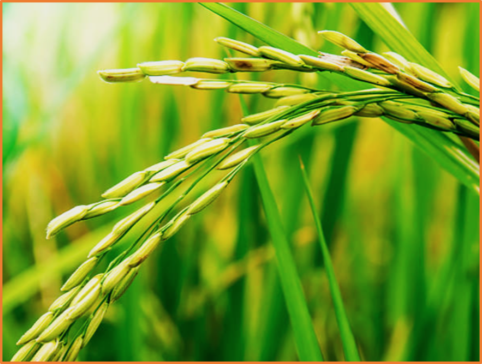 Glycosylation of glyphosate drives residue reduction and herbicide tolerance in rice