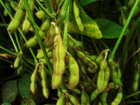 GmAP1 delays flowering time and confers sensitivity to salt stress in soybean