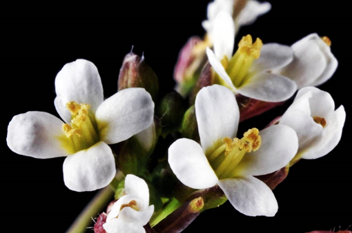 GmAP2 enhances plant tolerance to aluminum toxicity and phosphorus deficiency in Arabidopsis