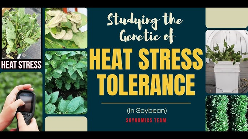 GmBSK1-GmGSK1-GmBES1.5 regulatory module controls heat tolerance in soybean