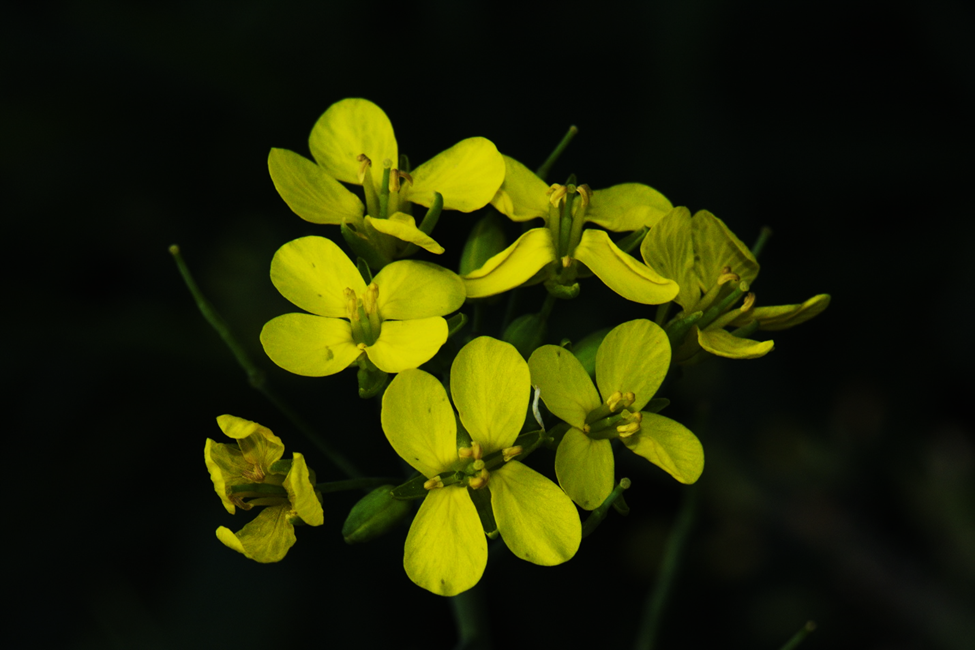 Goldilocks zone of lignin: Two extremes of valve lignification lead to silique indehiscence in Brassicaceae