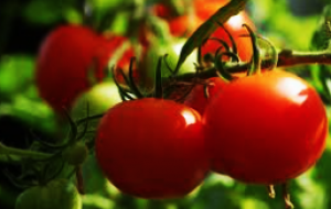 Engineering source-sink relations by prime editing confers heat-stress resilience in tomato and rice