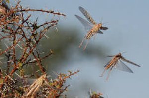 Key facts on Locusts &ndash; FAO News