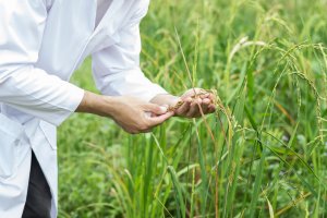 CRISPR-Cas12a-based DNA Test Used in Disease Detection and GMO Identification