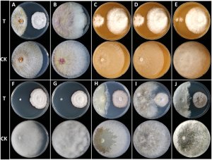 The Hsp90 Inhibitor, Monorden, Is a Promising Lead Compound for the Development of Novel Fungicides