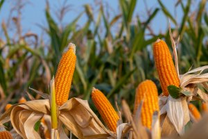Experts Develop CRISPR-based Biosensor for GM Maize
