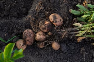 Researchers Pinpoint Potato Gene for Root Growth and Drought Tolerance
