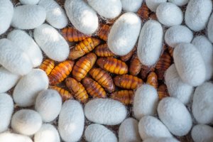 Silkworms Engineered for Super SilkSilkworms Engineered for Super Silk