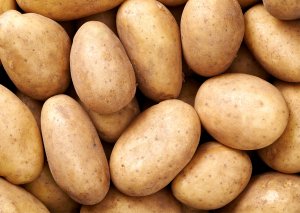 MSU Breeder Genetically Engineers Healthier Potato for Long-term Storage