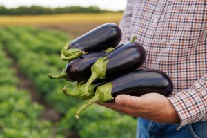 Bangladeshis Demonstrate Positive Stance and Support in Bt Brinjal