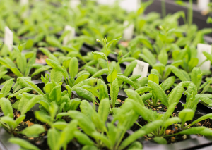 Researchers Identify Genetic Changes Responsible for 