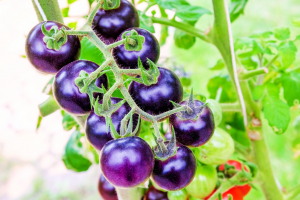 Australian OGTR Receives License Application for Commercial Release of GM Purple Tomato